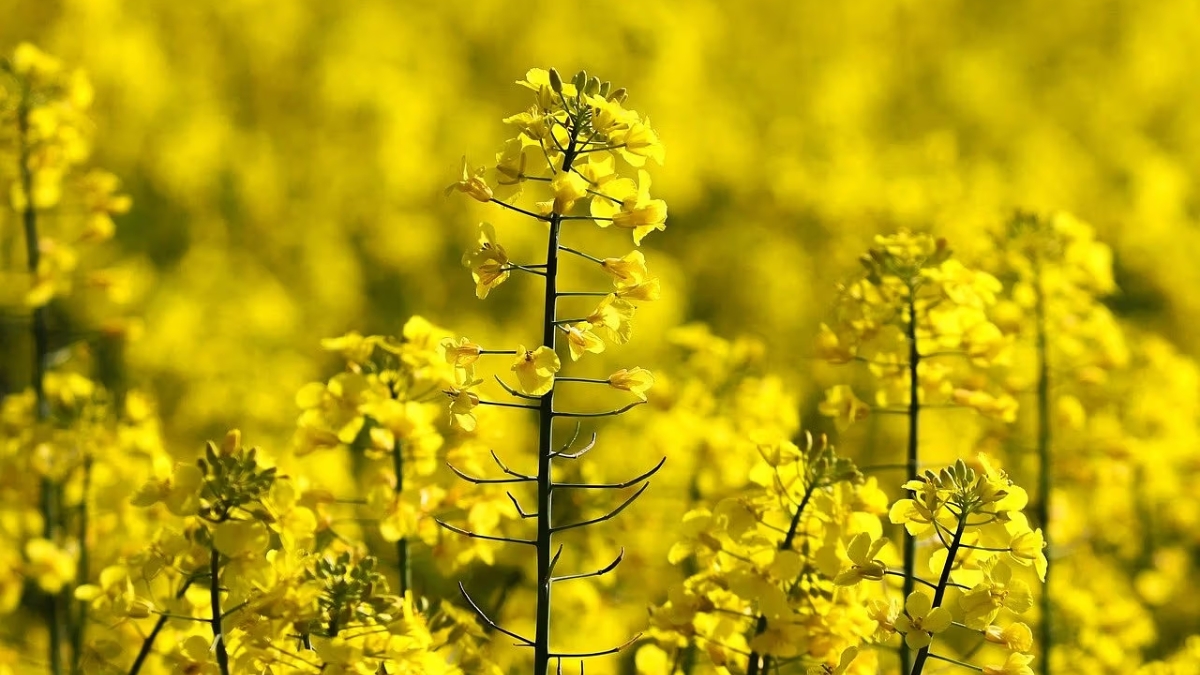 Atmanirbhar Oil Seeds Abhiyan ₹10,103 कोटींच्या आर्थिक मदतीसह देशातील तेलबिया उत्पादनात क्रांती